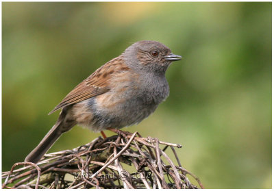 dunnocks