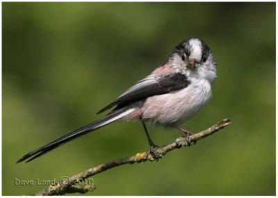 Long - Tailed Tits