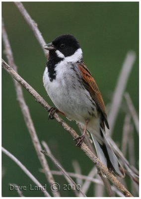 reed_bunting