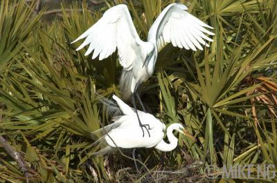 Great Egret Mating Sequence