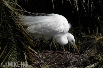 Great Egret Nesting