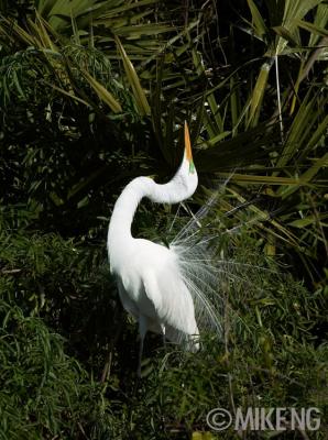 Great Egret Stretching