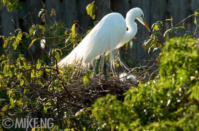 Great Egret with Chicks 2