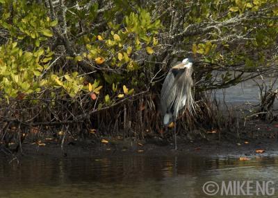 GBH in Hiding