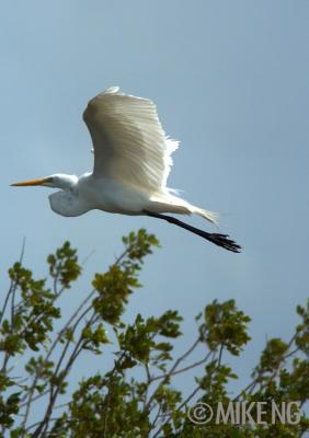 Great Egret in Flight