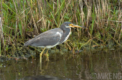 Tricolored Heron