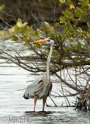 Stalking GBH