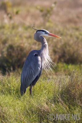 GBH