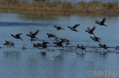 American Coot Colony