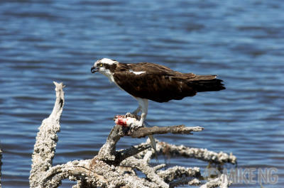 Osprey with a meal