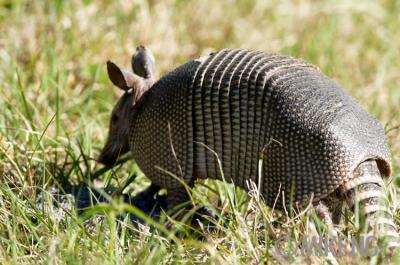 Armadillo