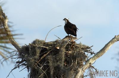 Osprey Nest