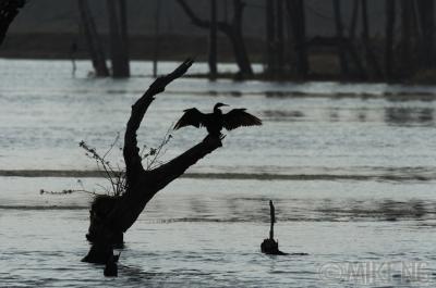 Sunbathing Anhinga