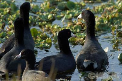 American Coots