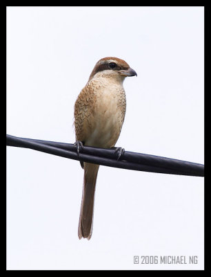 Brown Shrike (juvenile)