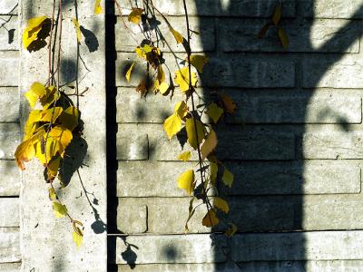 shadow on the wall 03-12-2005