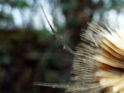 half rotten thistle 05-01-2006