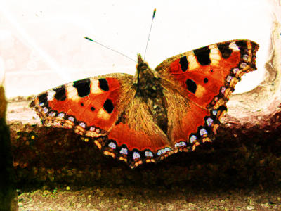 first butterfly 12-02-2006