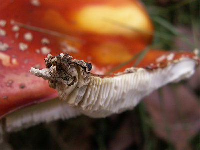 fly mushrooms26-10-2007