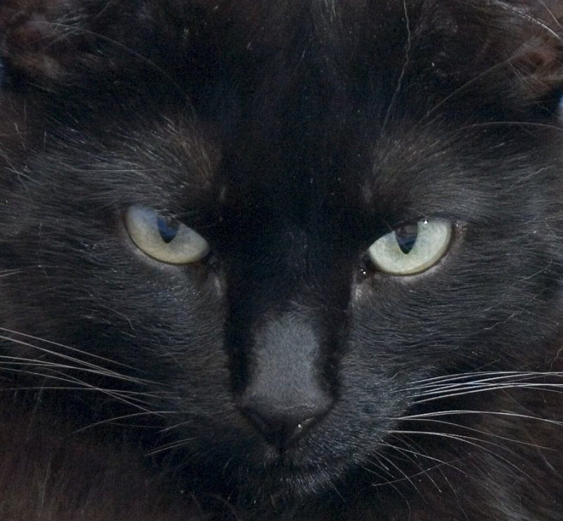 Mirada desafiante