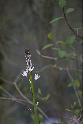 Fragas do Eume, Flora