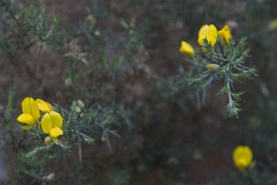 Fragas do Eume. Toxo en flor