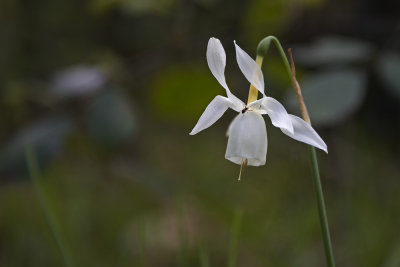 Fragas do Eume. Flor silvestre