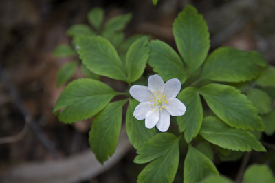 Fragas do Eume. Flor silvestre