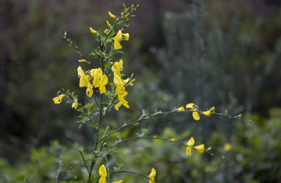 Fragas do Eume. Tojo en flor