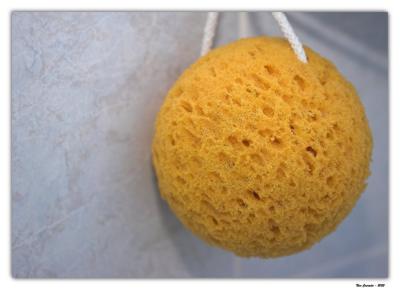 Yellow Sponge