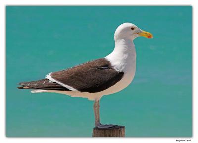 Southern Black-Backed Gull