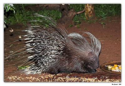 Porcupine