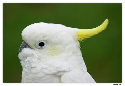 Sulpher-Crested Cockatoo
