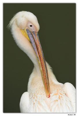 Eastern White Pelican