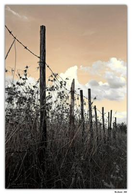 Fence in Sepia