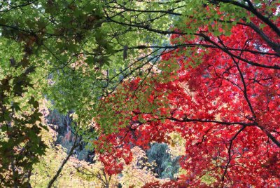 Butchart Color