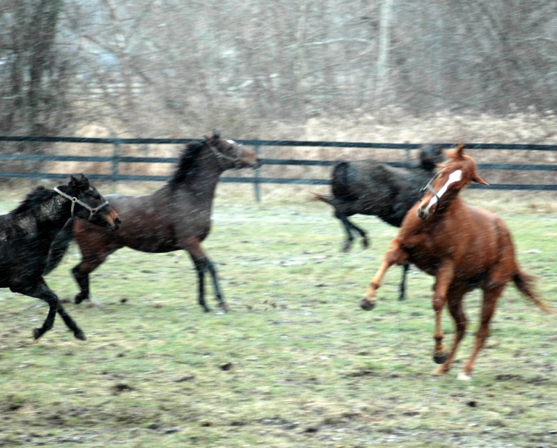 Yearling's First Snow