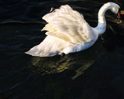 Swans 20