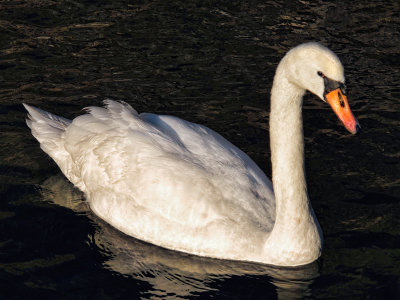 Swans 16