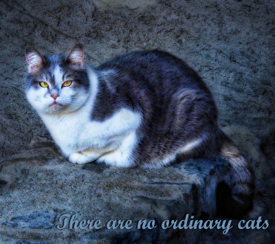 There are no ordinary cats....