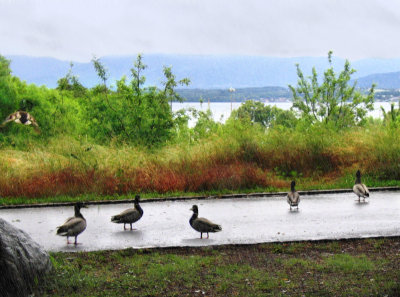 Someone doesnt need any umbrella to take a walk in the rain...