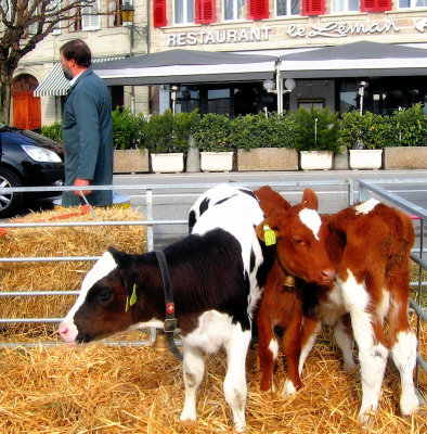 Too young calves don't realize that it might be dangerous to be in front of a restaurant...