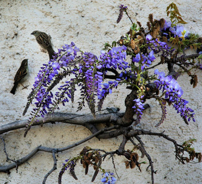 Free-climbing sparrows and the first wisteria nearly in blossom