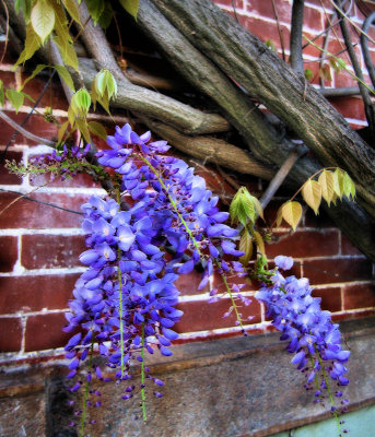 Wisteria 11