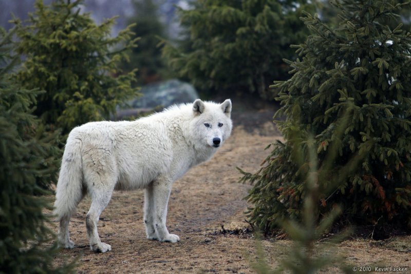 WOLF IN THE TREES
