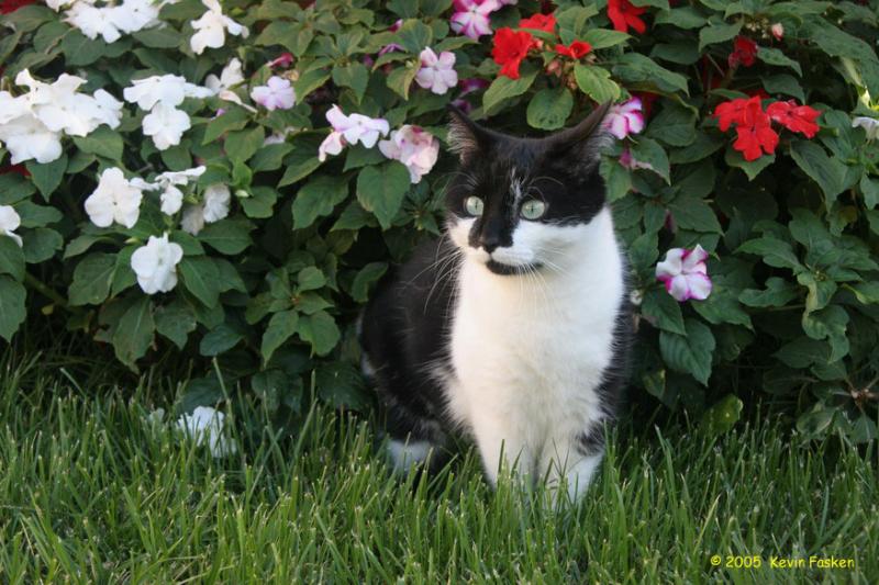 FELIX IN FLOWERS
