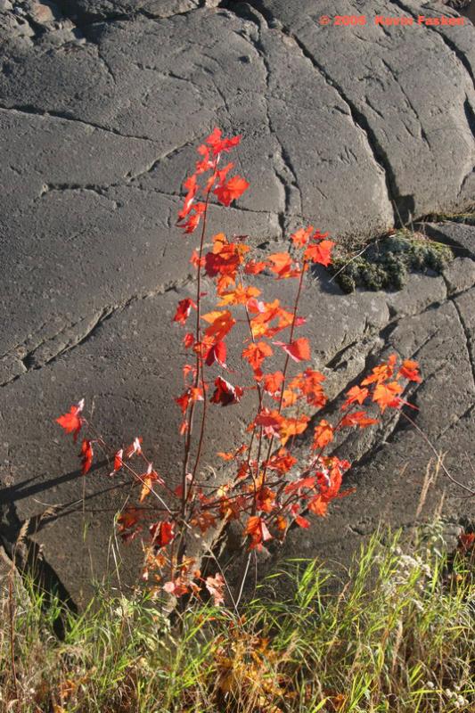 MAPLE & STONE