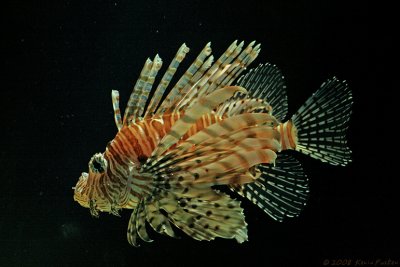 LIONFISH