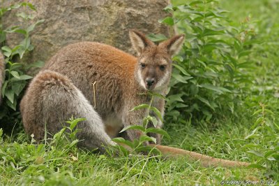 WALLABY 2