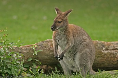 WALLABY 3